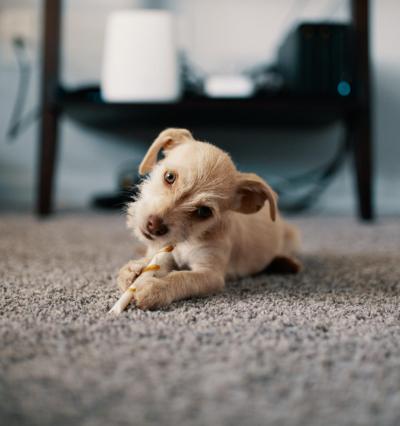 Curious dog on carpet